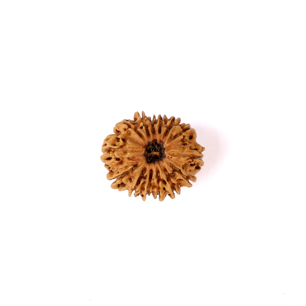 14 Mukhi Rudraksha (26.05mm)