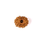 14 Mukhi Rudraksha (26.05mm)