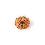 14 Mukhi Rudraksha (26.05mm)