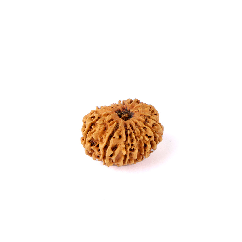 14 Mukhi Rudraksha (26.05mm)