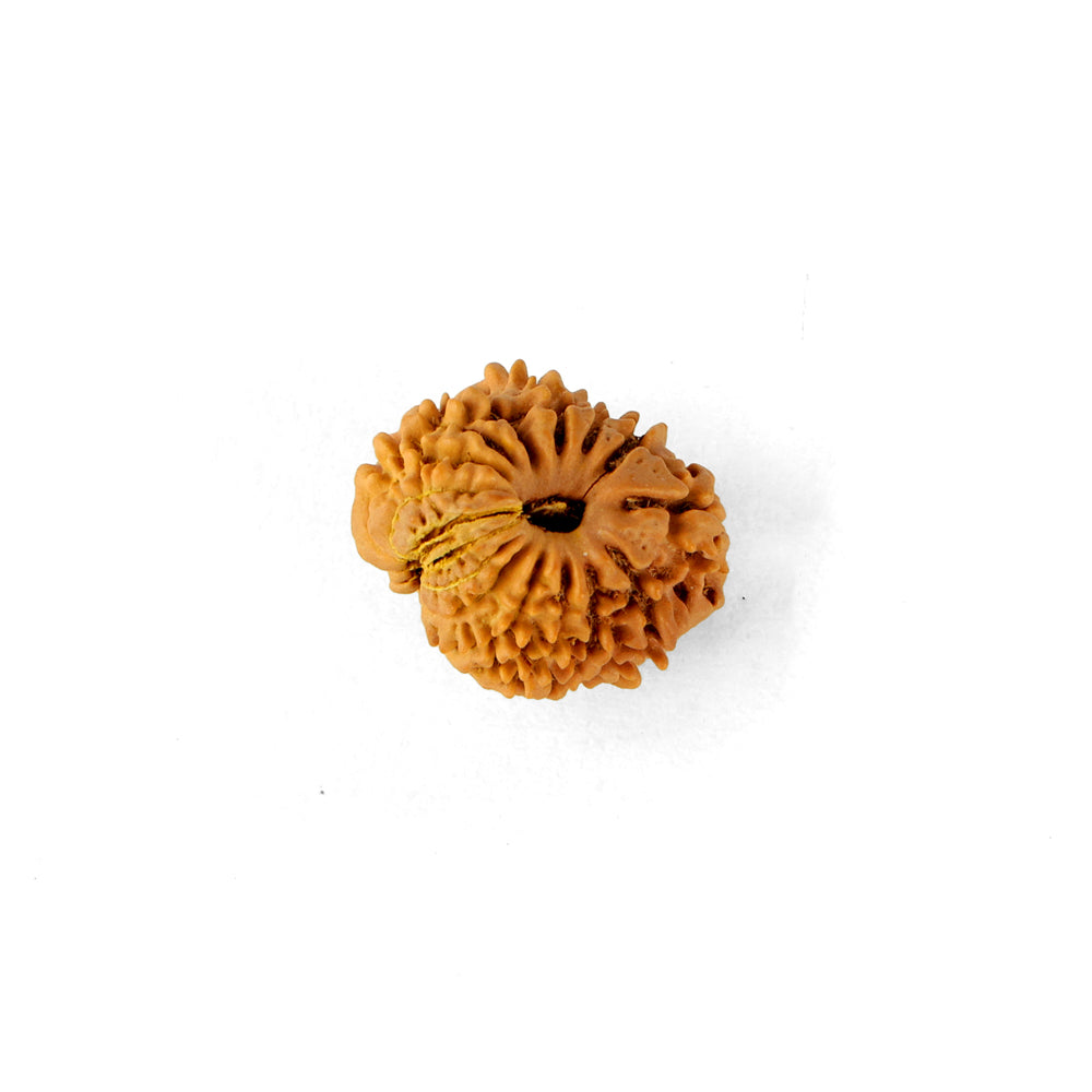 16 Mukhi Rudraksha (18.6mm)