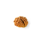 16 Mukhi Rudraksha (18.6mm)