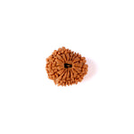 16 Mukhi Rudraksha (20.29mm)