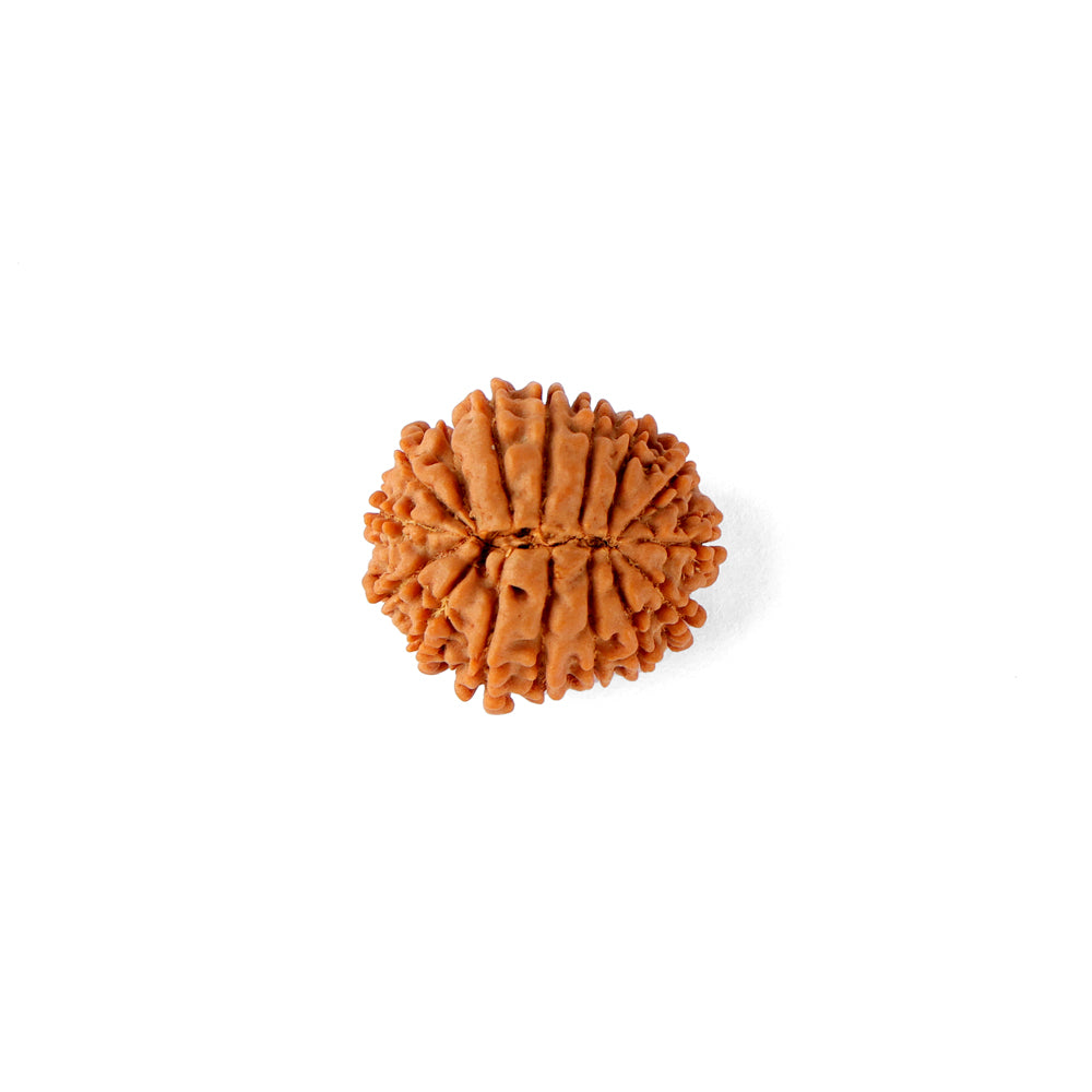 16 Mukhi Rudraksha (20.29mm)
