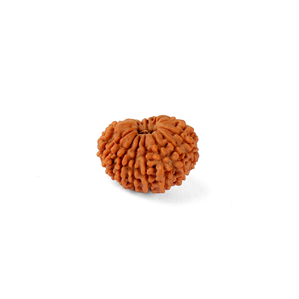 16 Mukhi Rudraksha (20.29mm)