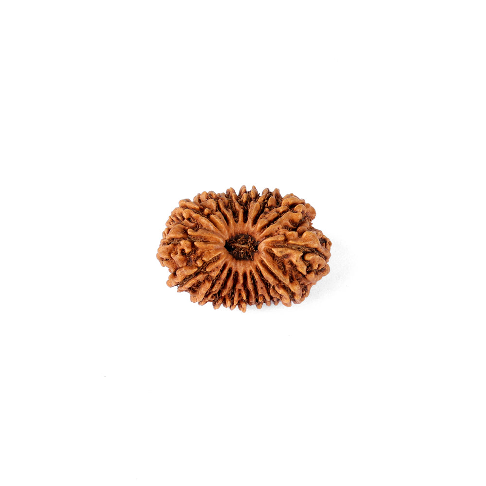 16 Mukhi Rudraksha (25.07mm)