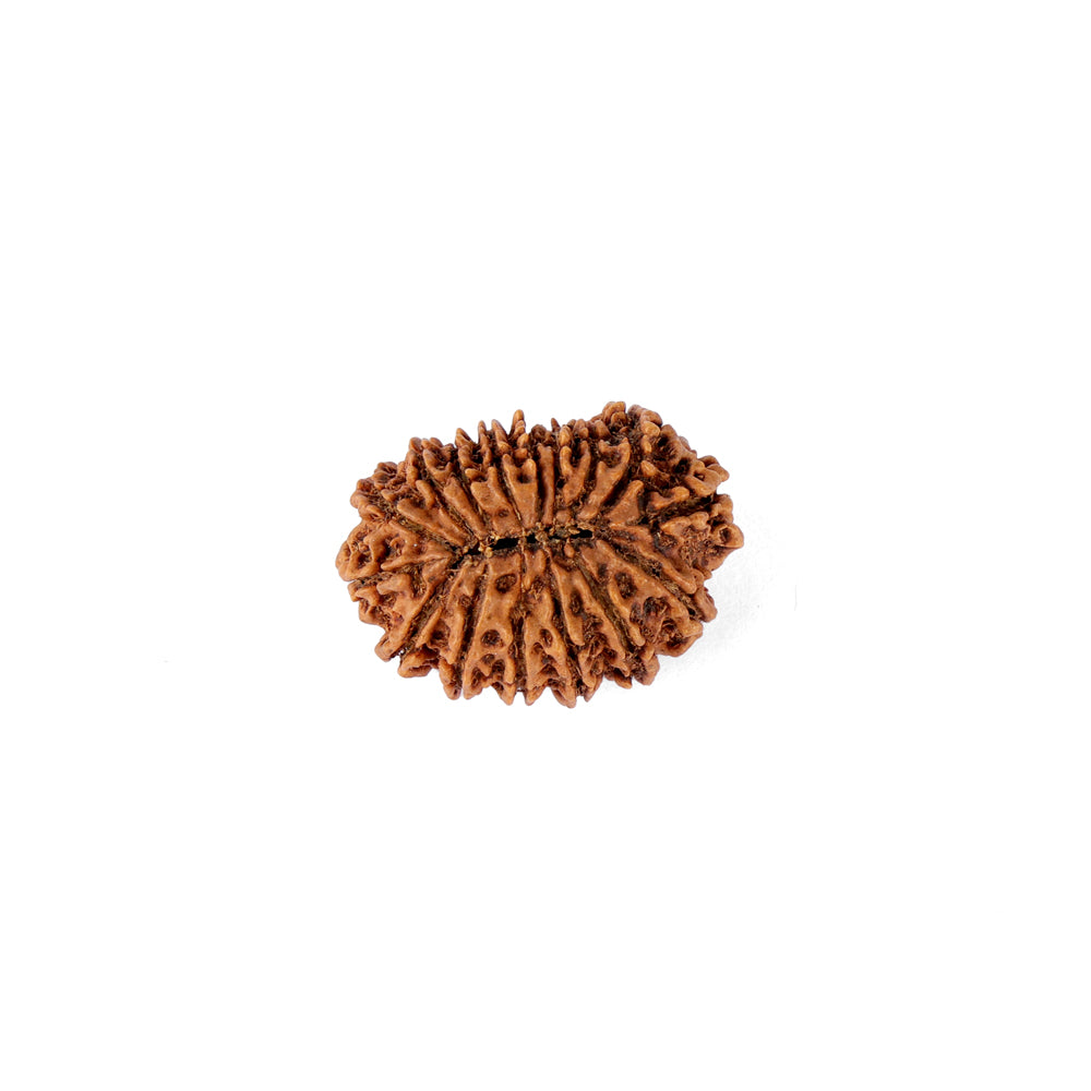 16 Mukhi Rudraksha (25.07mm)