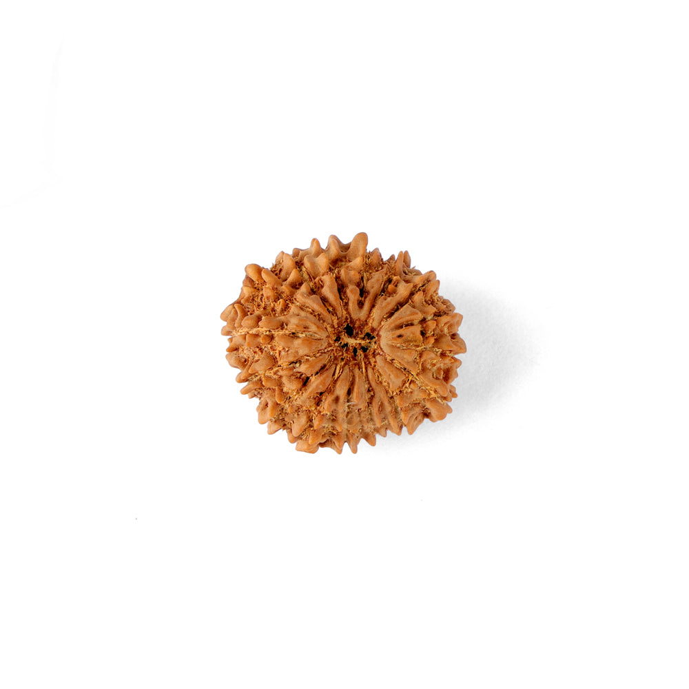 16 Mukhi Rudraksha (23.02mm)