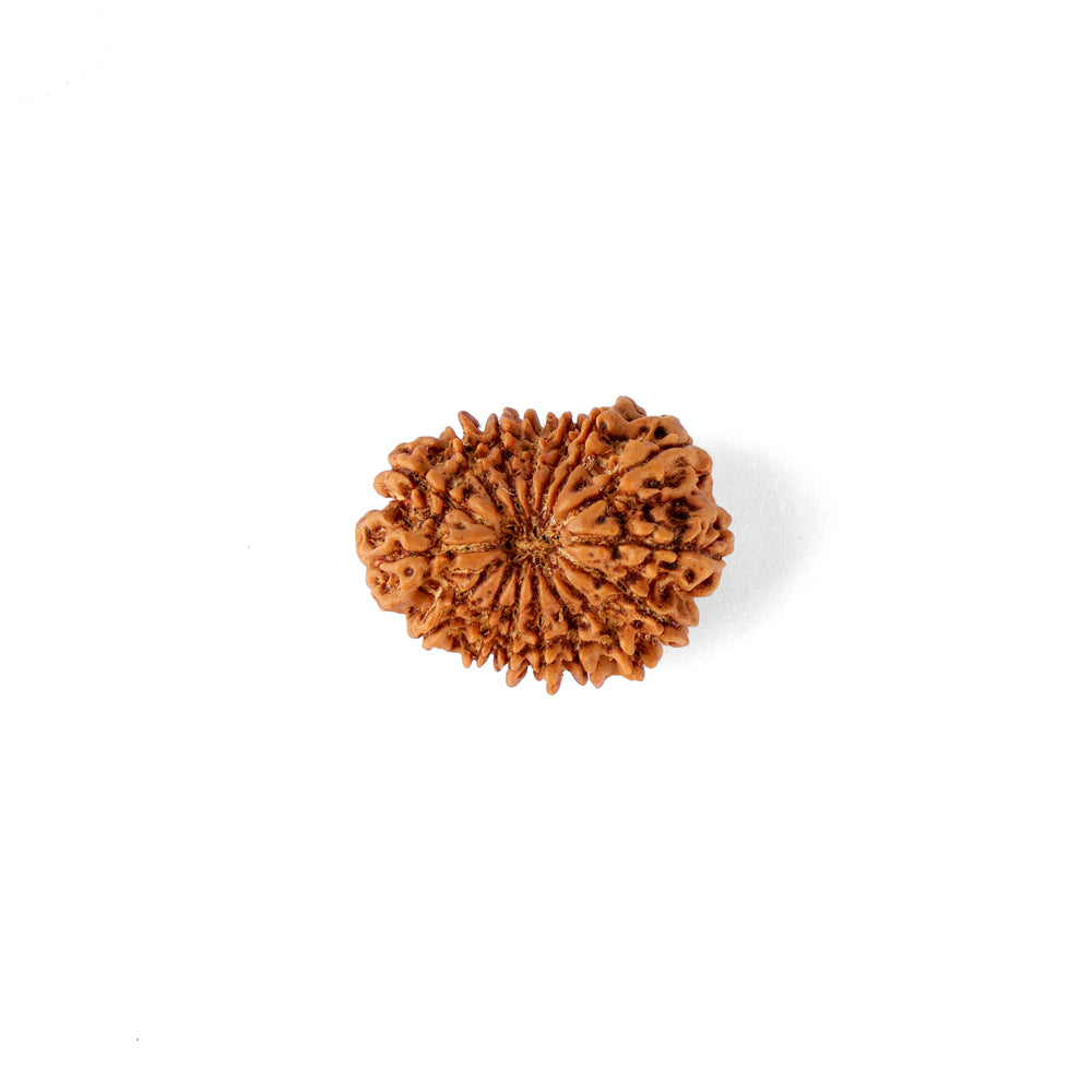 16 Mukhi Rudraksha (25.01mm)