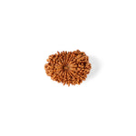 16 Mukhi Rudraksha (25.01mm)