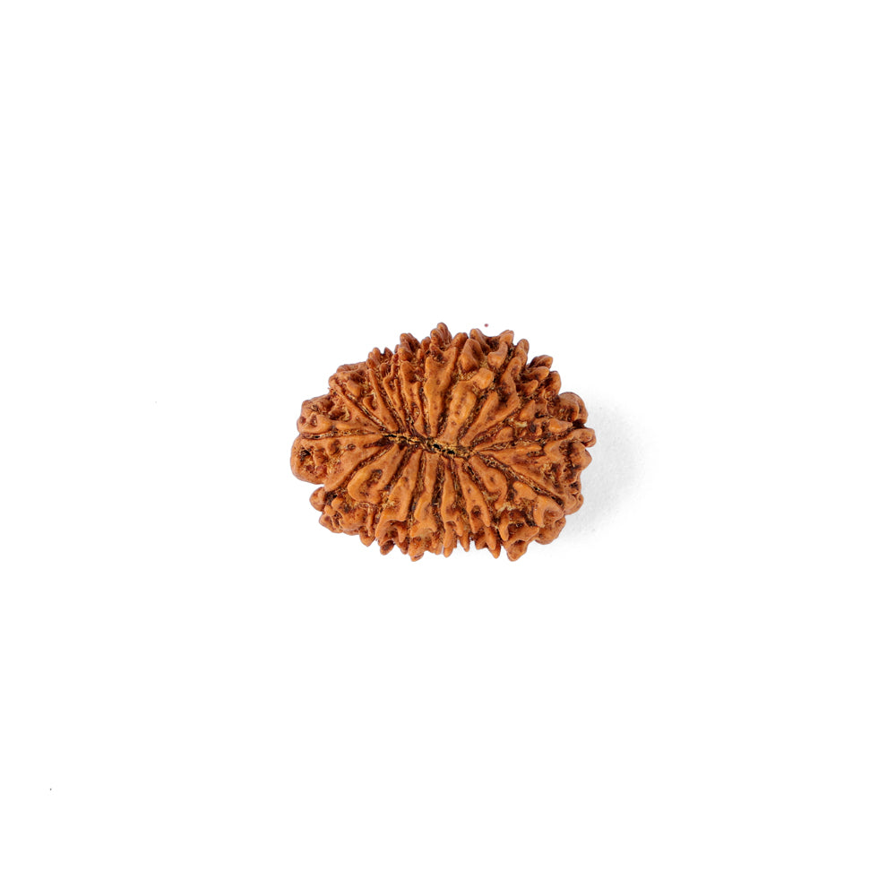 16 Mukhi Rudraksha (25.01mm)