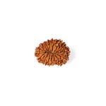 16 Mukhi Rudraksha (25.01mm)