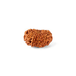 16 Mukhi Rudraksha (25.01mm)