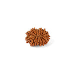 14 Mukhi Rudraksha (21.82mm)