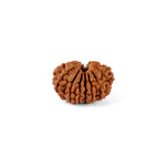 14 Mukhi Rudraksha (21.82mm)