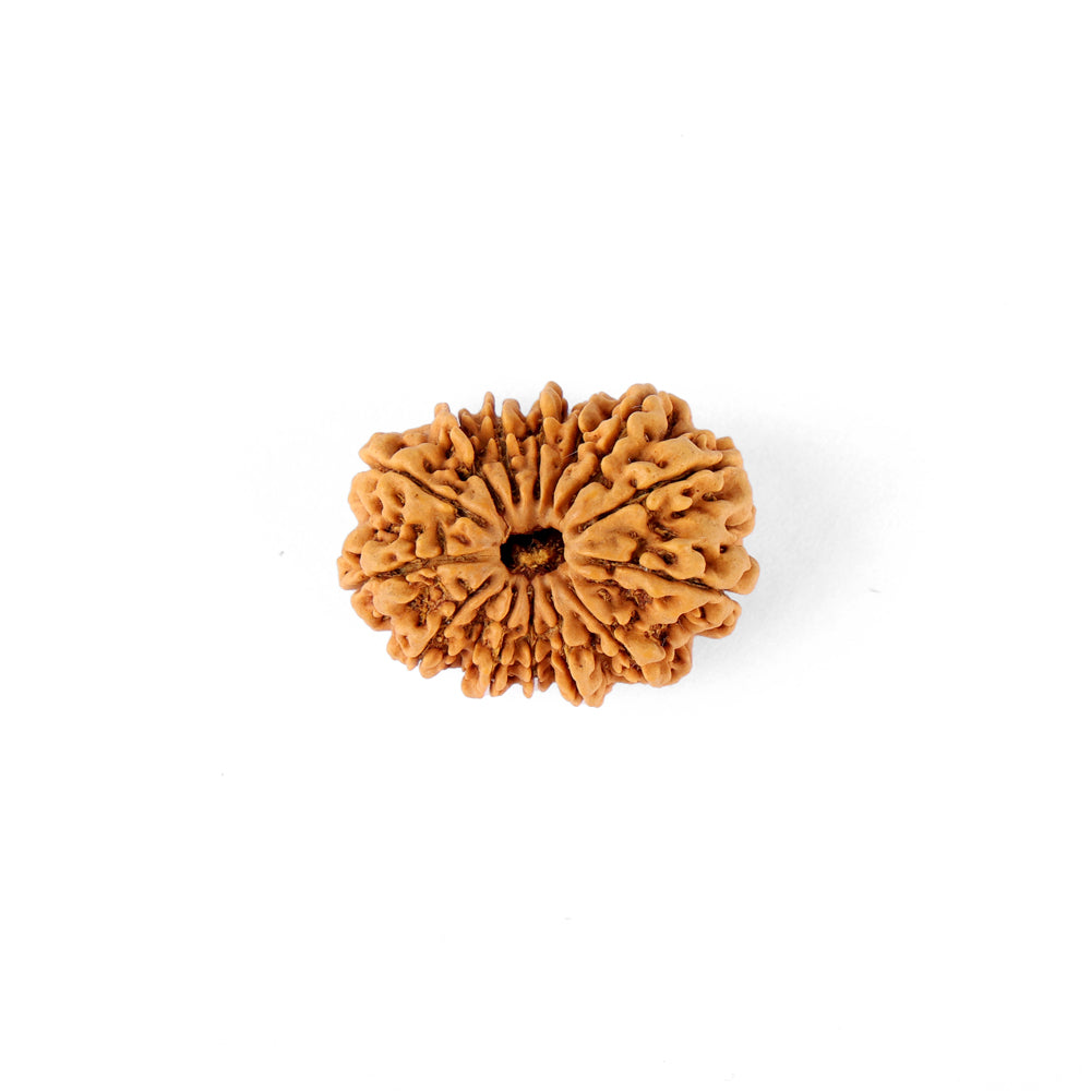 14 Mukhi Rudraksha (29.03mm)