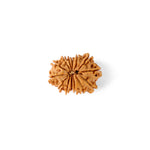 14 Mukhi Rudraksha (25.05mm)