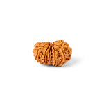 14 Mukhi Rudraksha (23.69mm)