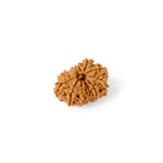 14 Mukhi Rudraksha (25.05mm)