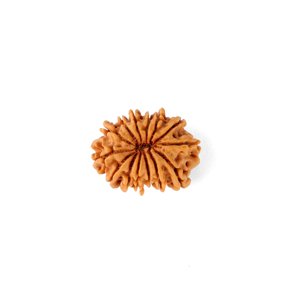 14 Mukhi Rudraksha (24.51mm)