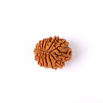 14 Mukhi Rudraksha (24.17mm)
