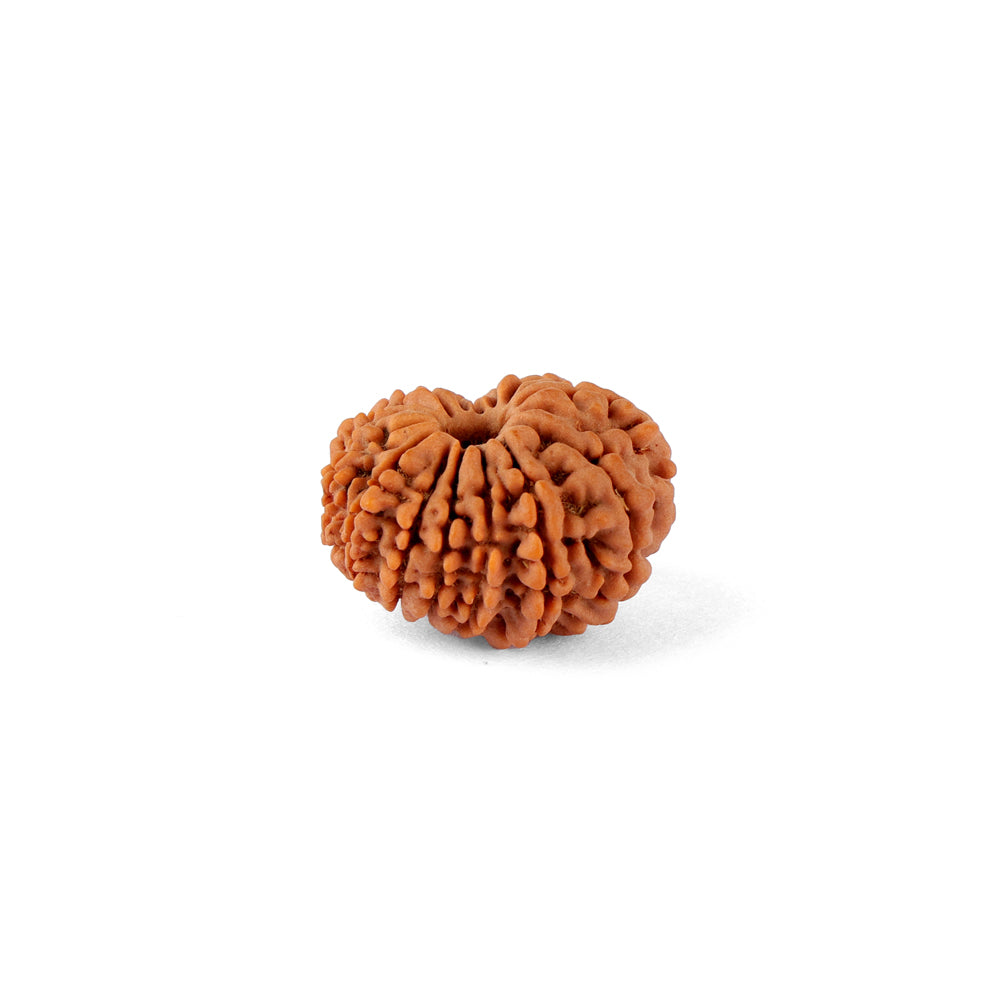 14 Mukhi Rudraksha (24.17mm)