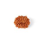 14 Mukhi Rudraksha (23.96mm)