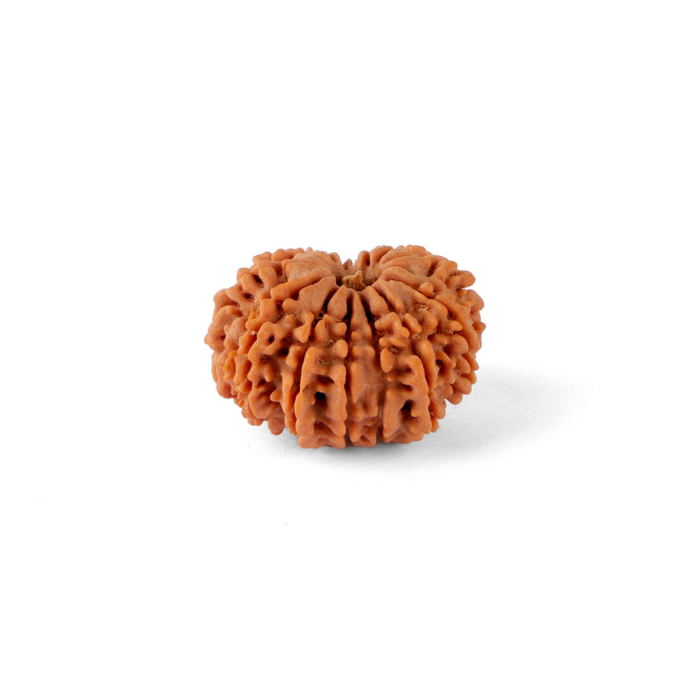14 Mukhi Rudraksha (23.96mm)