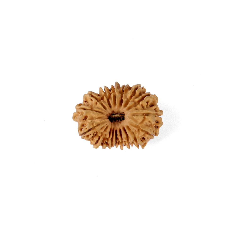 17 Mukhi Rudraksha (29.20mm)