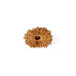 17 Mukhi Rudraksha (29.20mm)