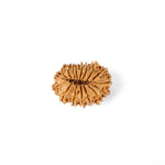 17 Mukhi Rudraksha (29.20mm)