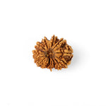 17 Mukhi Rudraksha (24.58mm)