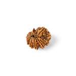 17 Mukhi Rudraksha (24.58mm)