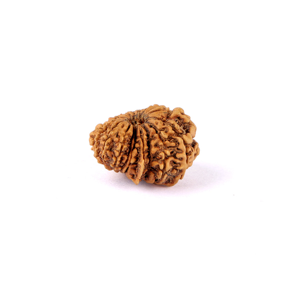 17 Mukhi Rudraksha (24.58mm)