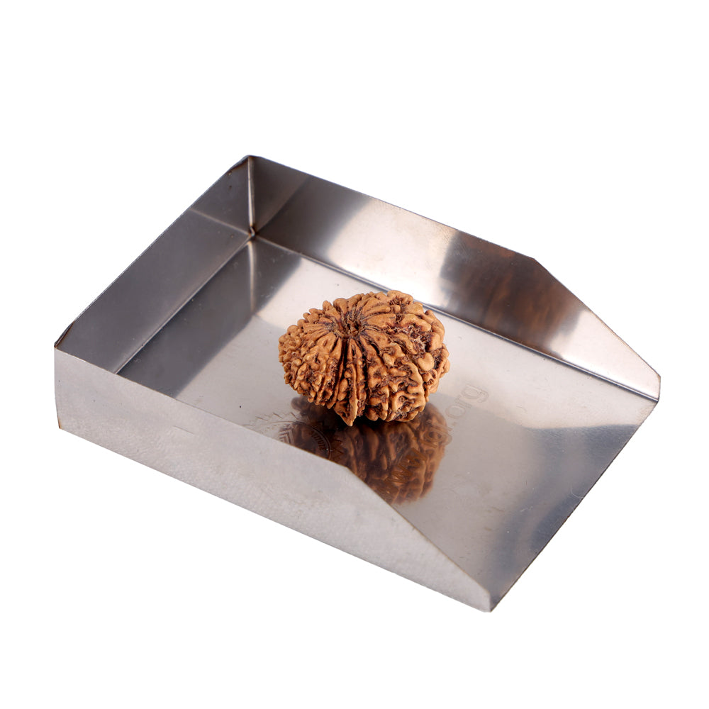 17 Mukhi Rudraksha (24.58mm)