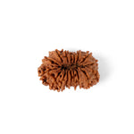 17 Mukhi Rudraksha (34.56mm)