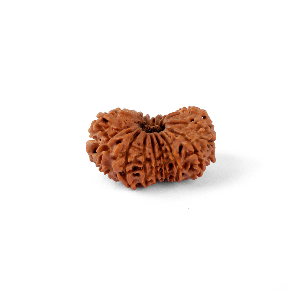 17 Mukhi Rudraksha (34.56mm)