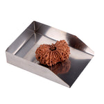 17 Mukhi Rudraksha (34.56mm)