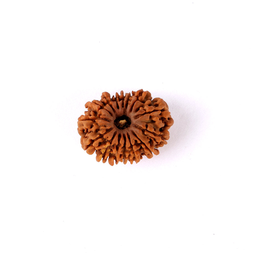 15 Mukhi Rudraksha (24.07mm)