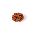 15 Mukhi Rudraksha (24.07mm)