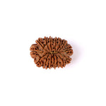 15 Mukhi Rudraksha (27.66mm)