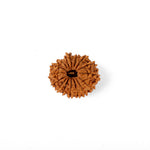 15 Mukhi Rudraksha (22.62mm)