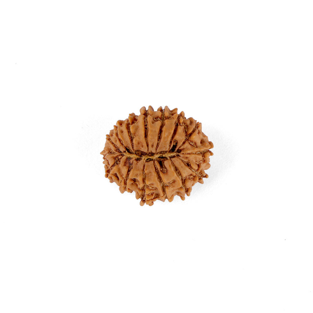 15 Mukhi Rudraksha (22.62mm)