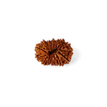 15 Mukhi Rudraksha (27.32mm)