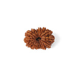 15 Mukhi Rudraksha (26.08mm)