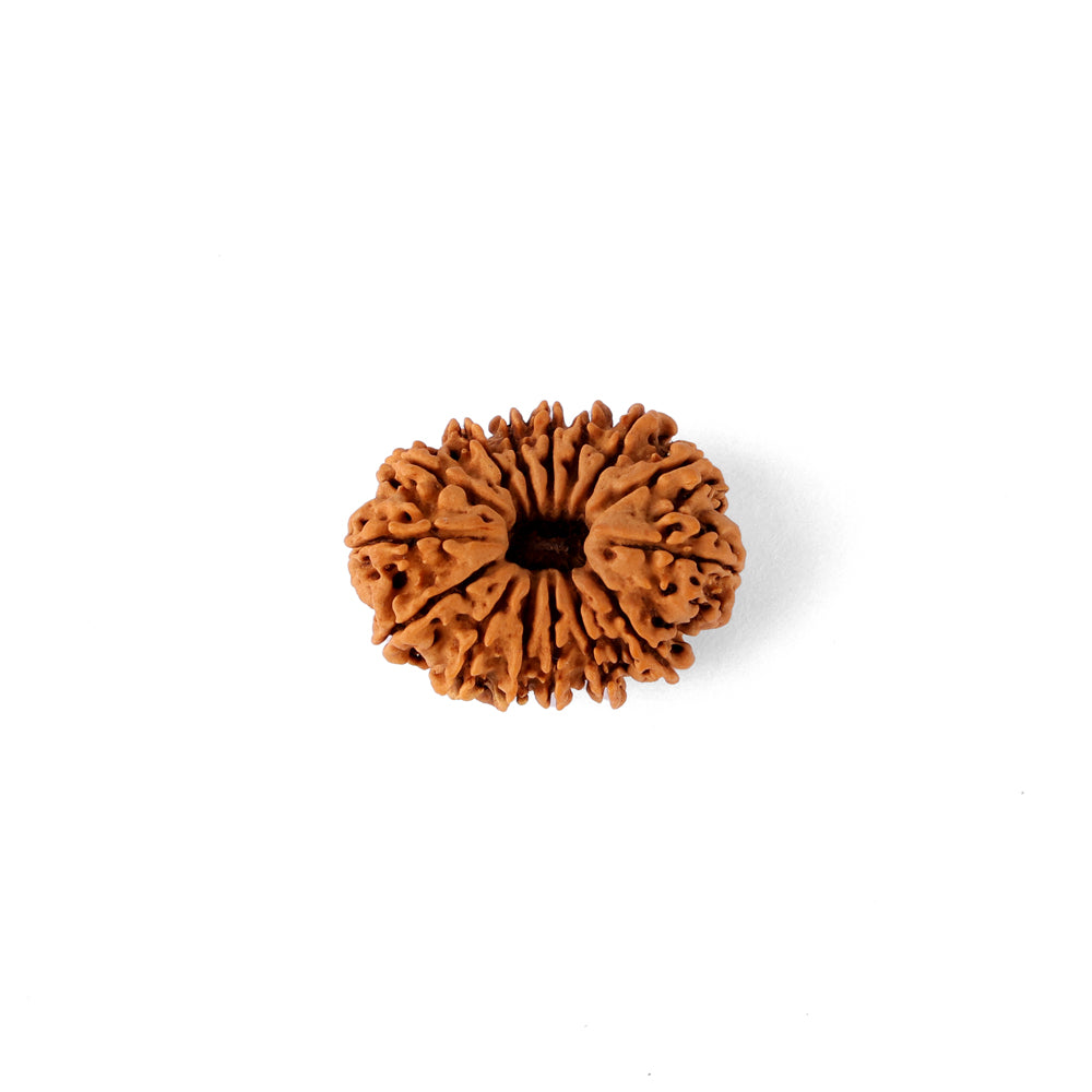 15 Mukhi Rudraksha (26.50mm)