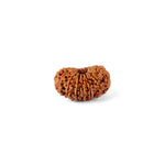 15 Mukhi Rudraksha (26.50mm)