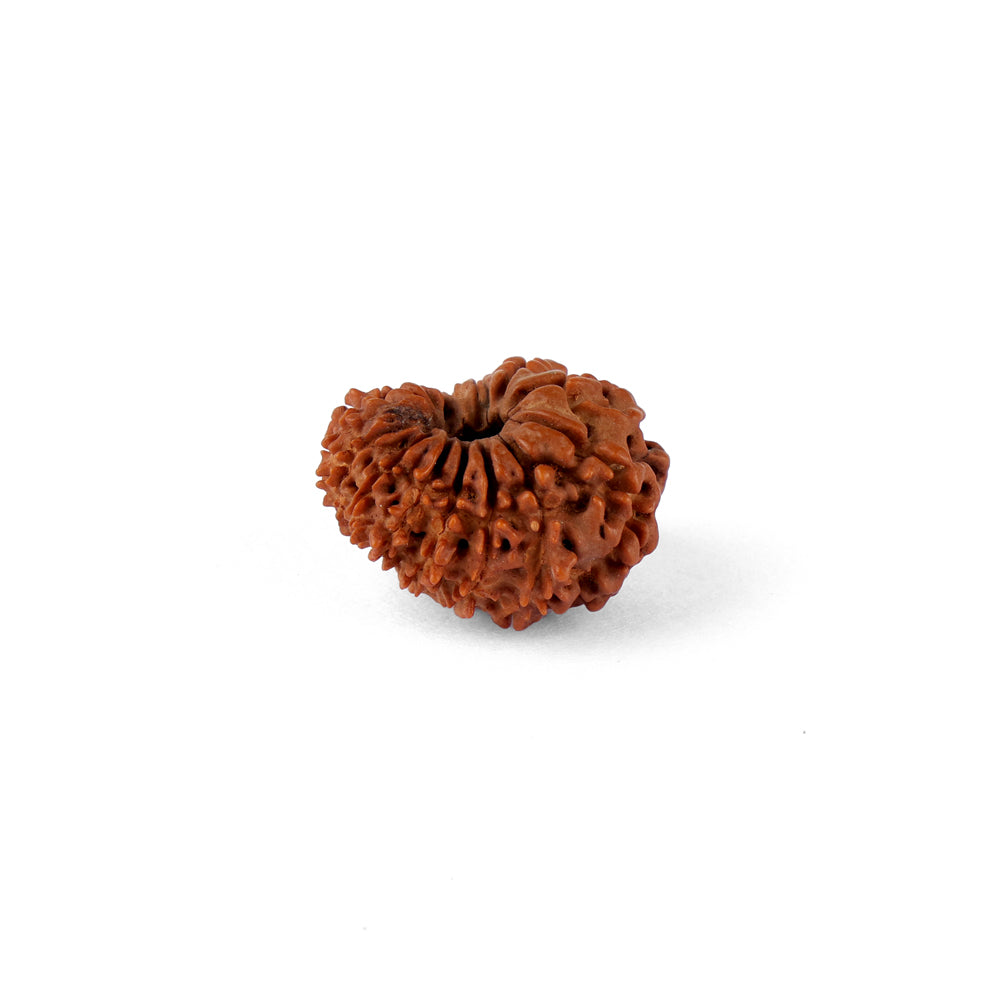 15 Mukhi Rudraksha (25.26mm)