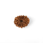 14 Mukhi Rudraksha (33.10mm)