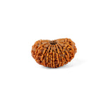 18 Mukhi Rudraksha (31.44mm)